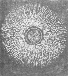 Positive Lichtenberg Figure