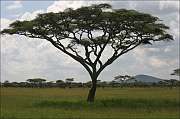 Acacia tree