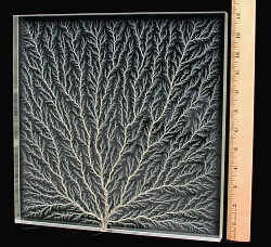 12 Inch Specimen