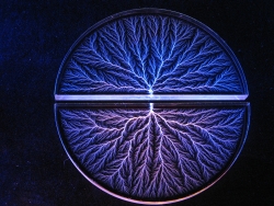 "Tree of Life" back-to-back arcs