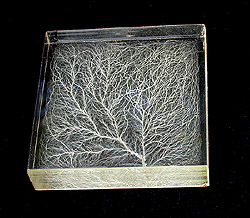 2" square edge, bushy
