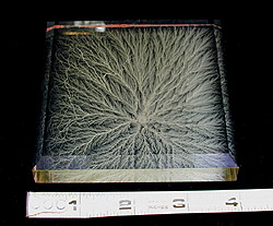 Beveled Center, Bushy