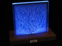 Specimen 1022