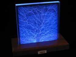 Specimen 1023