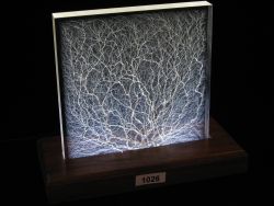 Specimen 1026