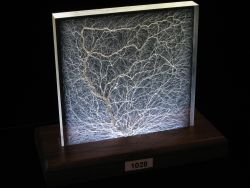 Specimen 1028