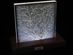 Specimen 1029