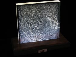 Specimen 1030