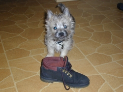 Raffie and Shoe